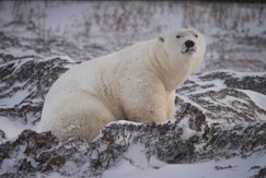 Polar bears use 'tools' to vanquish walruses, recent study uncovers