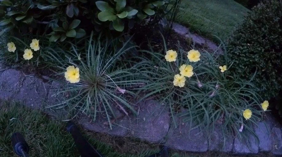 Why these flowers only bloom at night 