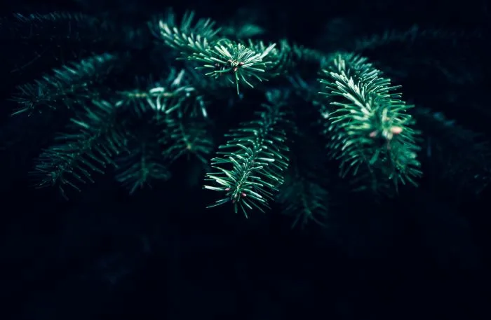 christmas-tree-natural