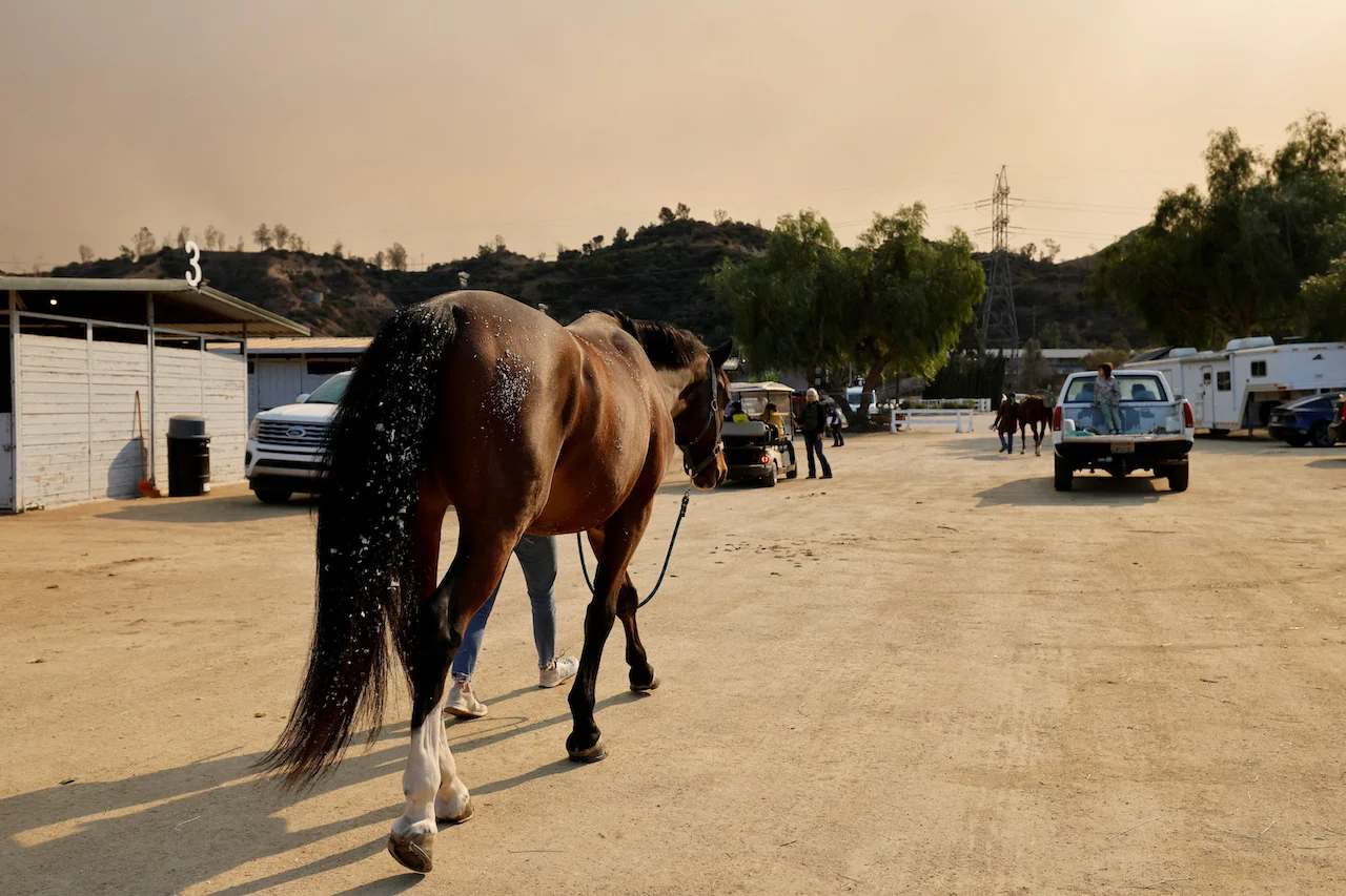 CALIFORNIA-WILDFIRES-ANIMALS/REUTERS/Carlin Stiehl/File Photo