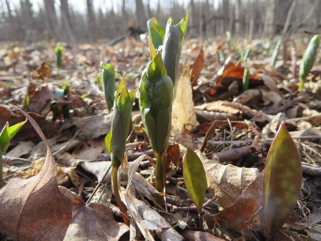 Printemps hâtif ou tardif : quelle tendance au Québec ? 