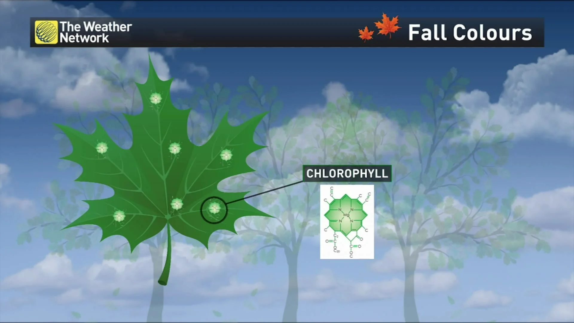 Fall Colours - Chlorophyll