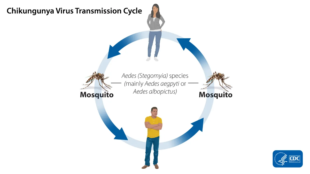 CDC - mosquito disease transmission