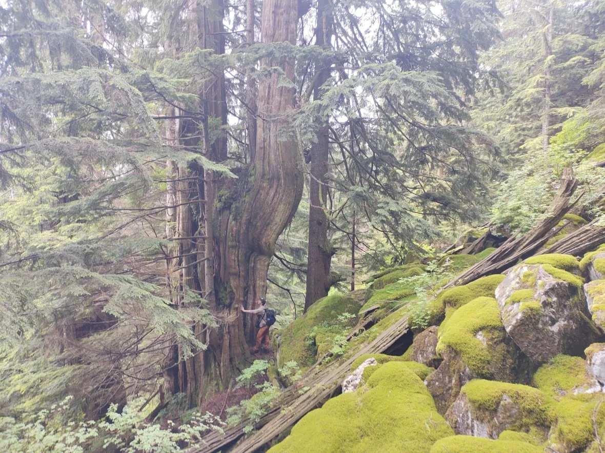 giant-western-red-cedar-in-north-vancouver-s-lynn-headwaters-regional-park/Ian Thomas via CBC