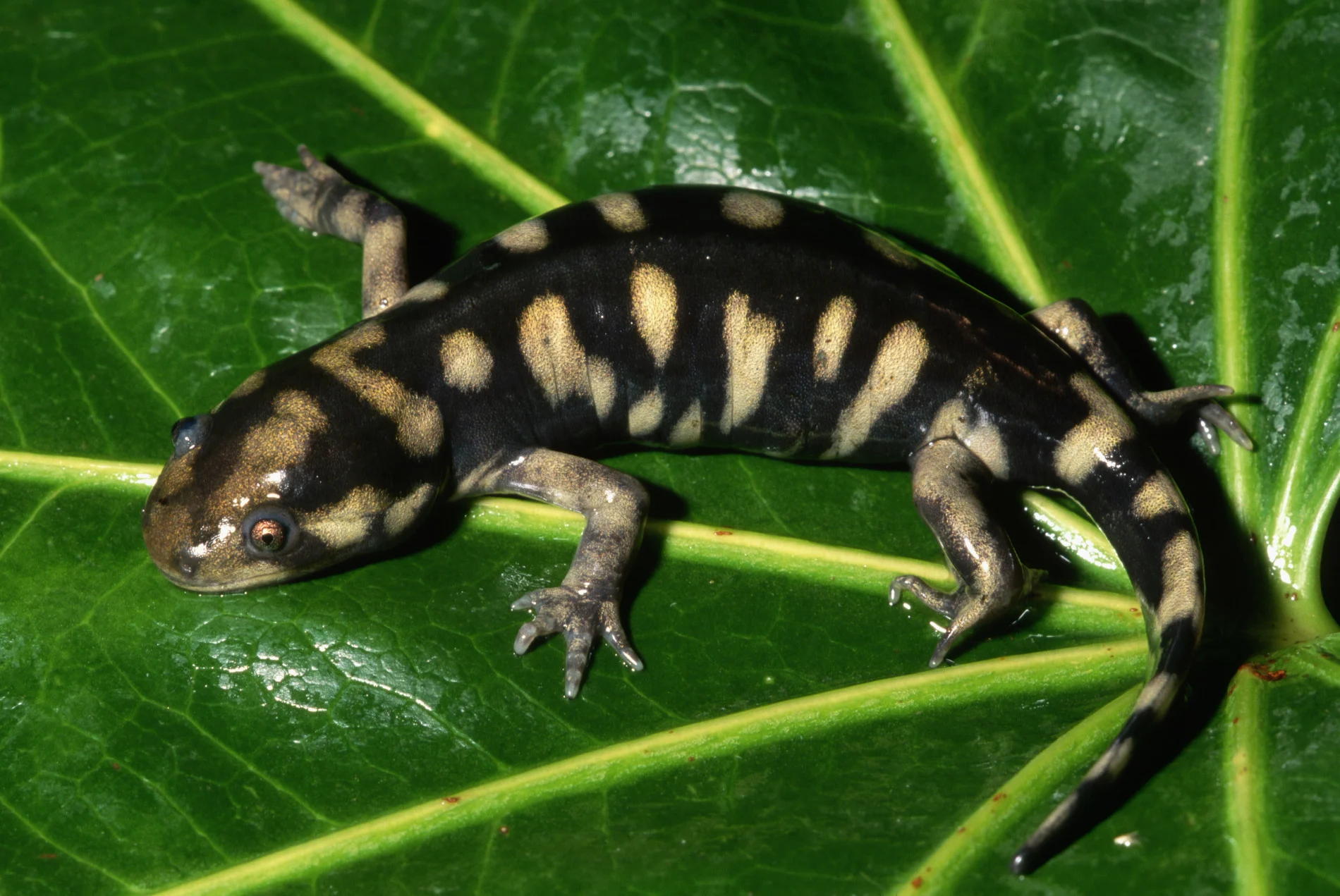 Salamander virus may provide hints about future climate change, study says