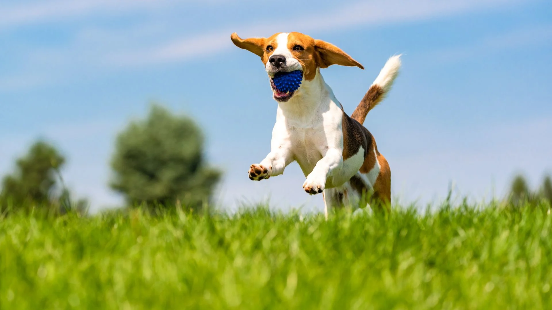 Arrivée du printemps : les tiques sont prêtes à renouer avec votre chien!