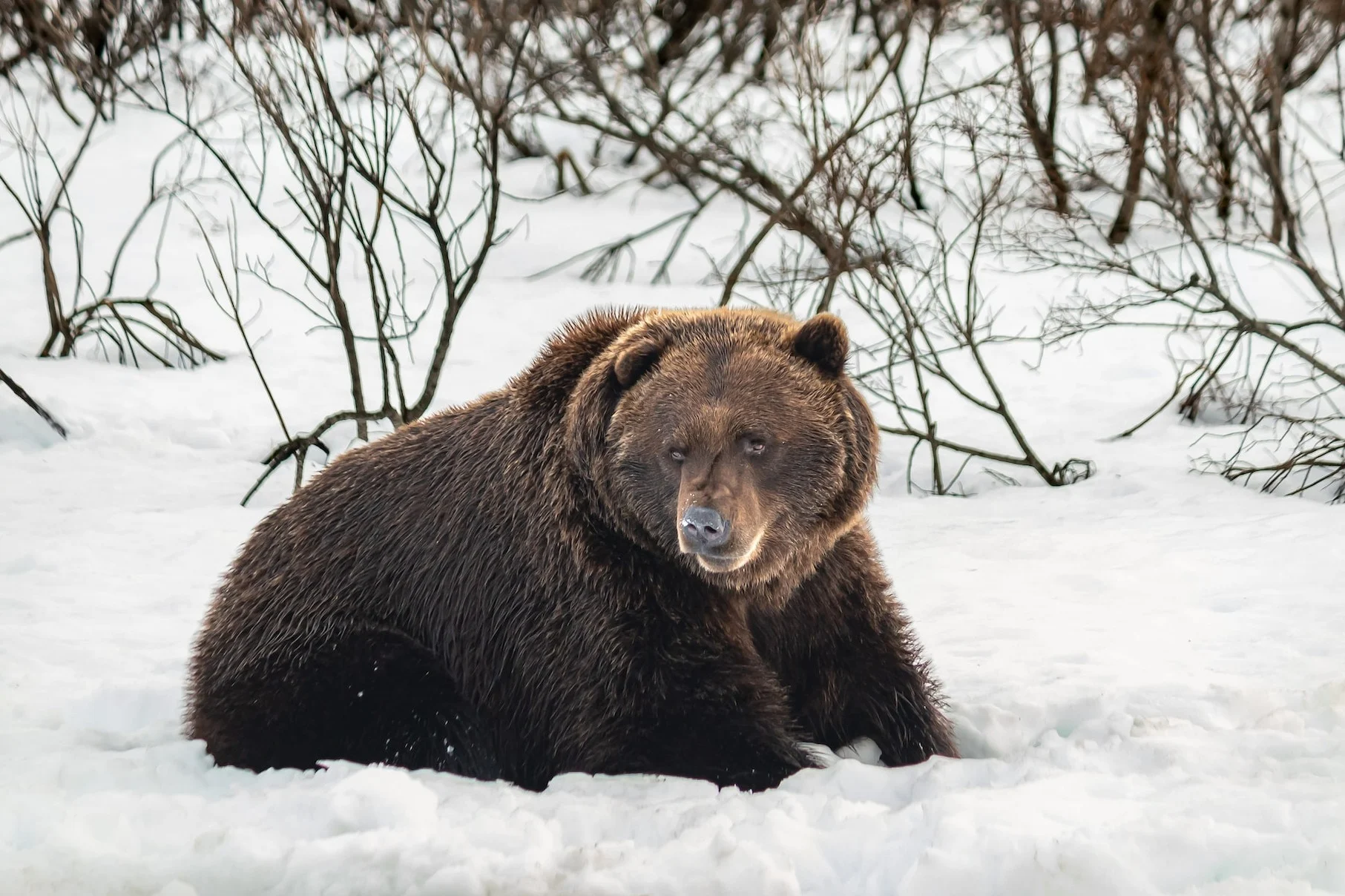 Des ours confus se réveillent en janvier