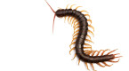 Centipedes: They bite, but don't kill them. Here's why
