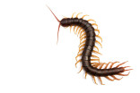 Centipedes: They bite, but don't kill them. Here's why