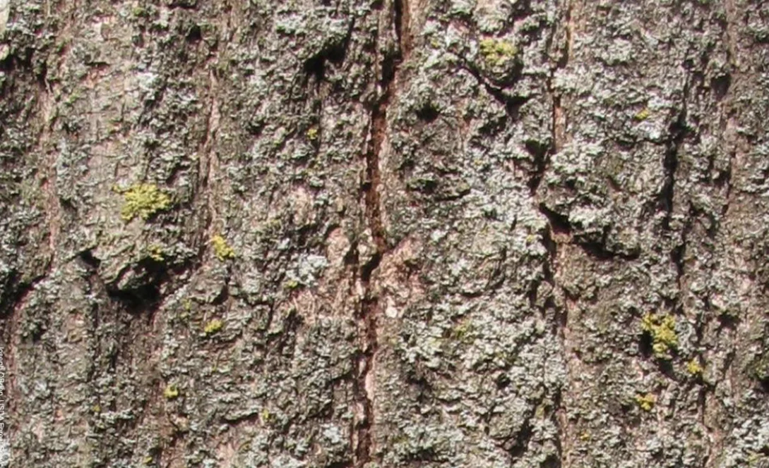 Natural resources of Canada - Cracks in tree trunk from oak wilt
