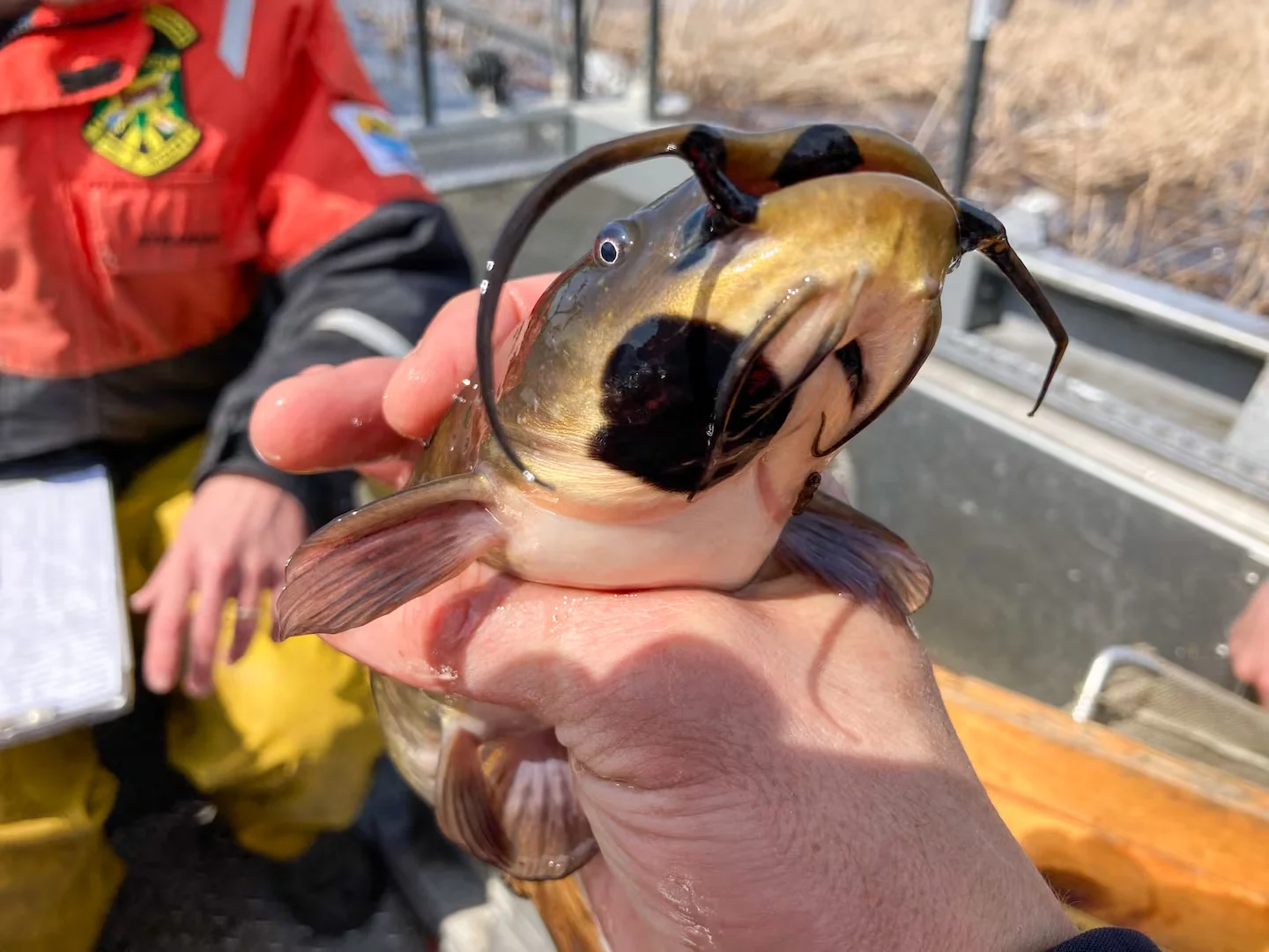 Vermont Fish and wildlige- fish skin cancer