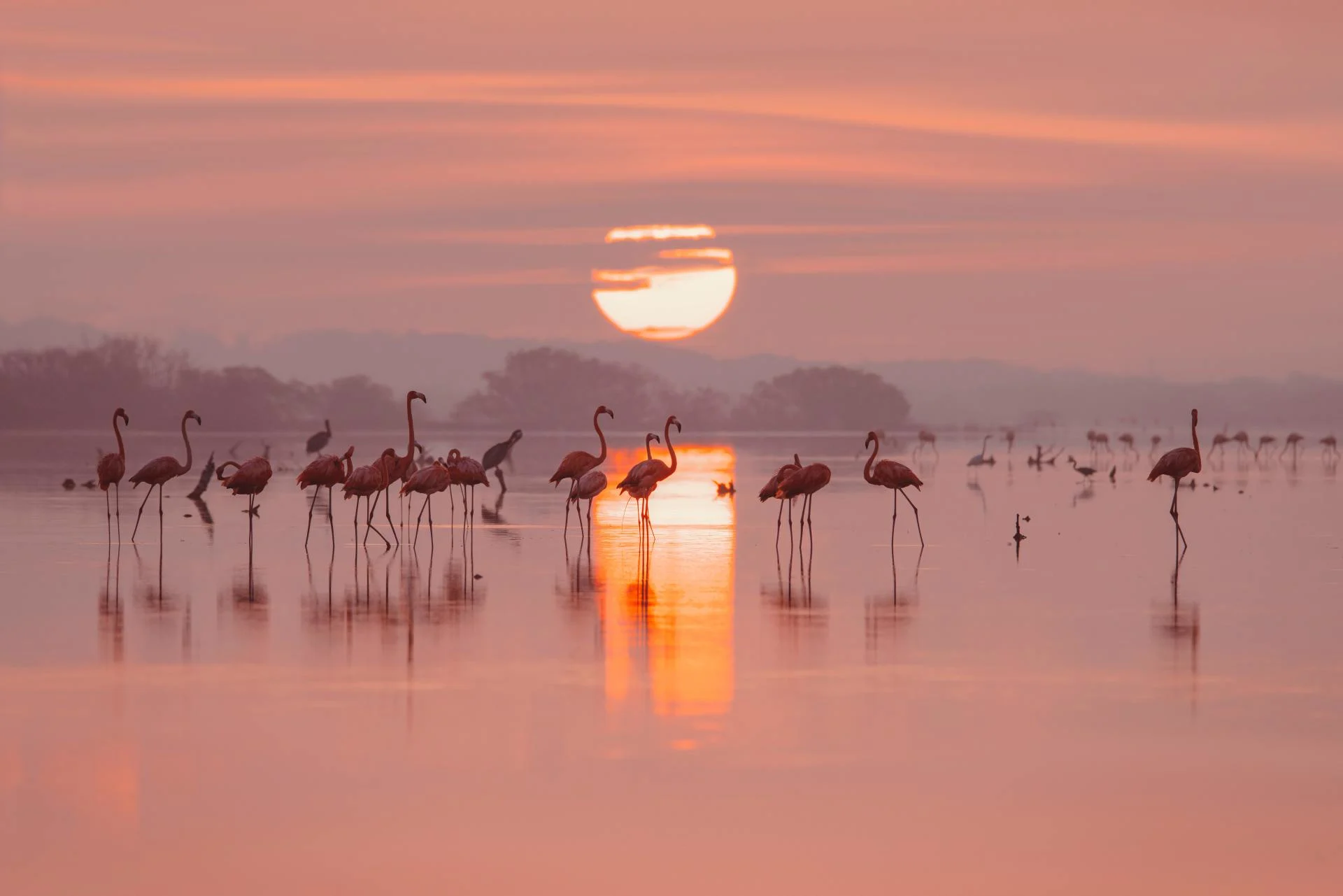 Flamingoing on vacation: Hurricane Idalia blows flamingos up to Midwest U.S.