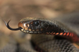 Australia's 'cannibal' mouse infestation could be followed by a snake plague