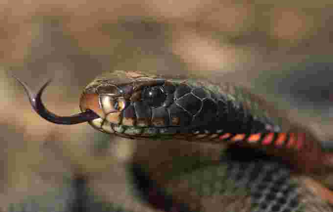 red bellied black snake wikipedia