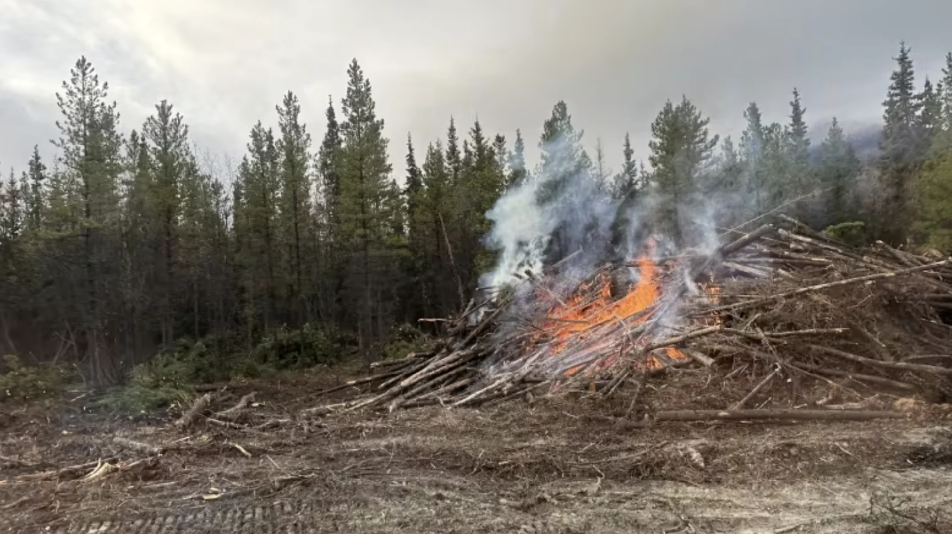 'Canada's first' permanent firebreak — made out of trees — in progress
