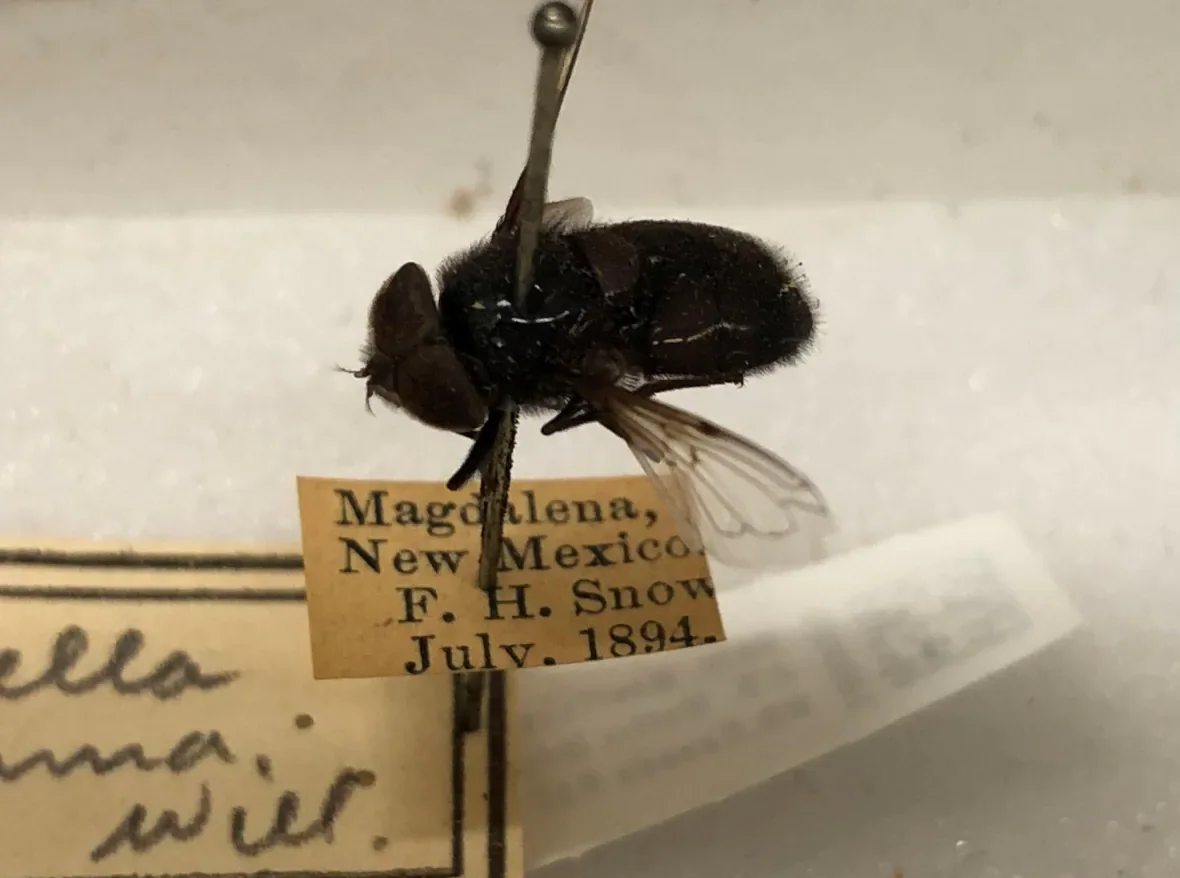 hover-fly-collected-in-1894/Submitted by Jason Gibbs via CBC