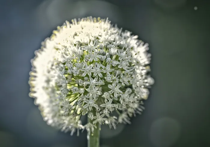 Le pollen, un des remparts contre la criminalité