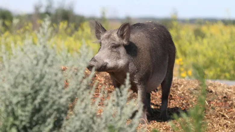 Without intervention, 'superpigs' may soon invade Alberta cities: Researcher