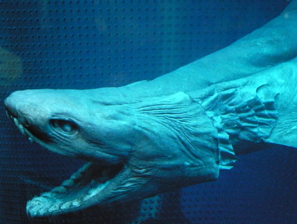 Frilled shark close Open Cage Wikipedia