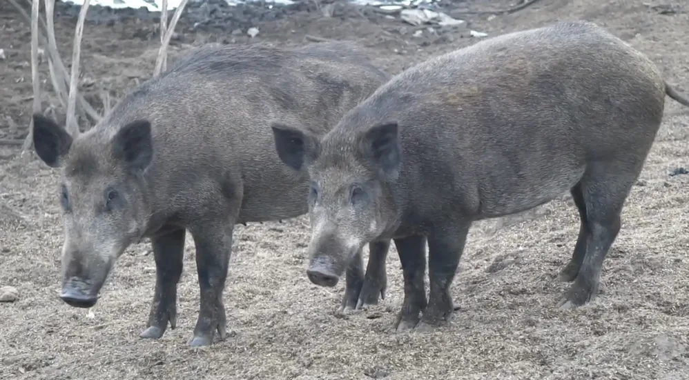 Look out for 'destructive' feral pigs, says Invasive Species Council of B.C.