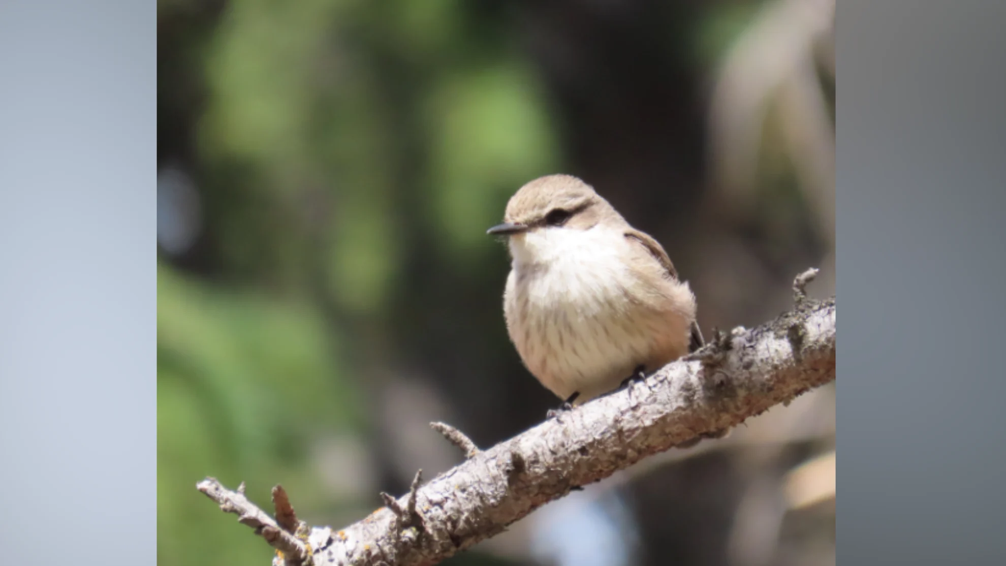 ebird- vermillion flycatcher