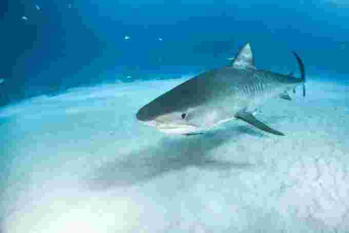 GETTY IMAGES - tiger shark