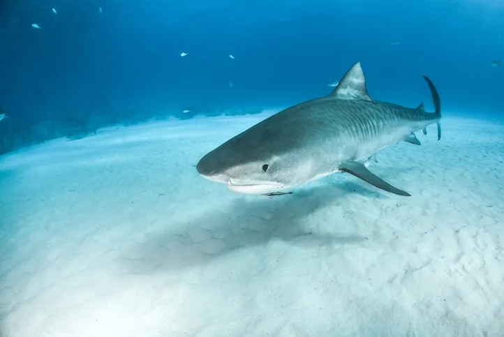 GETTY IMAGES - tiger shark