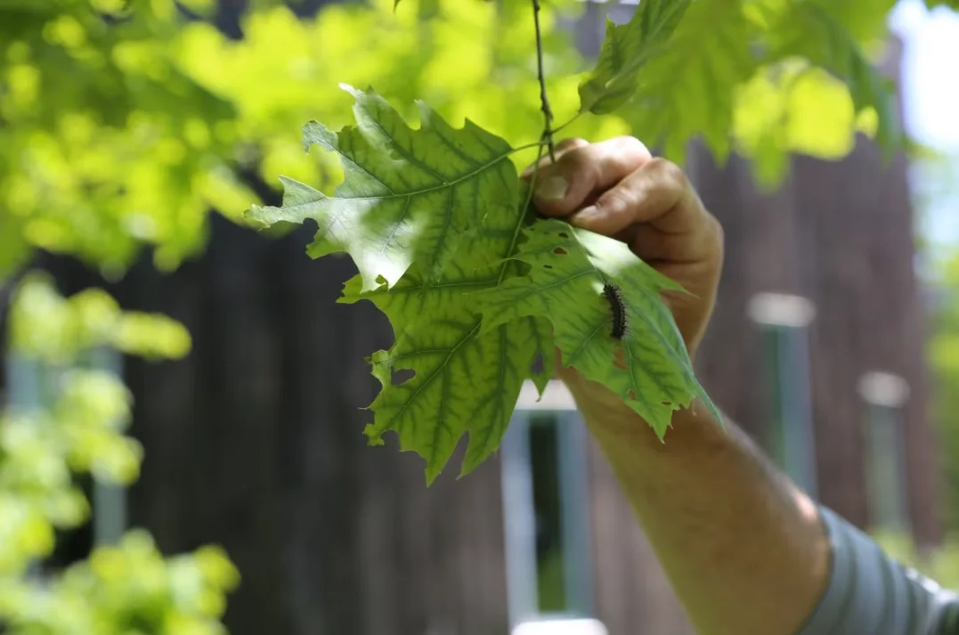 CBC: A spongy moth caterpillar is shown on a tree at Windsor, Ont., in June 2022. The hairs on spongy moth caterpillars can cause a rash if touched, said Elton. (Kerri Breen/CBC)