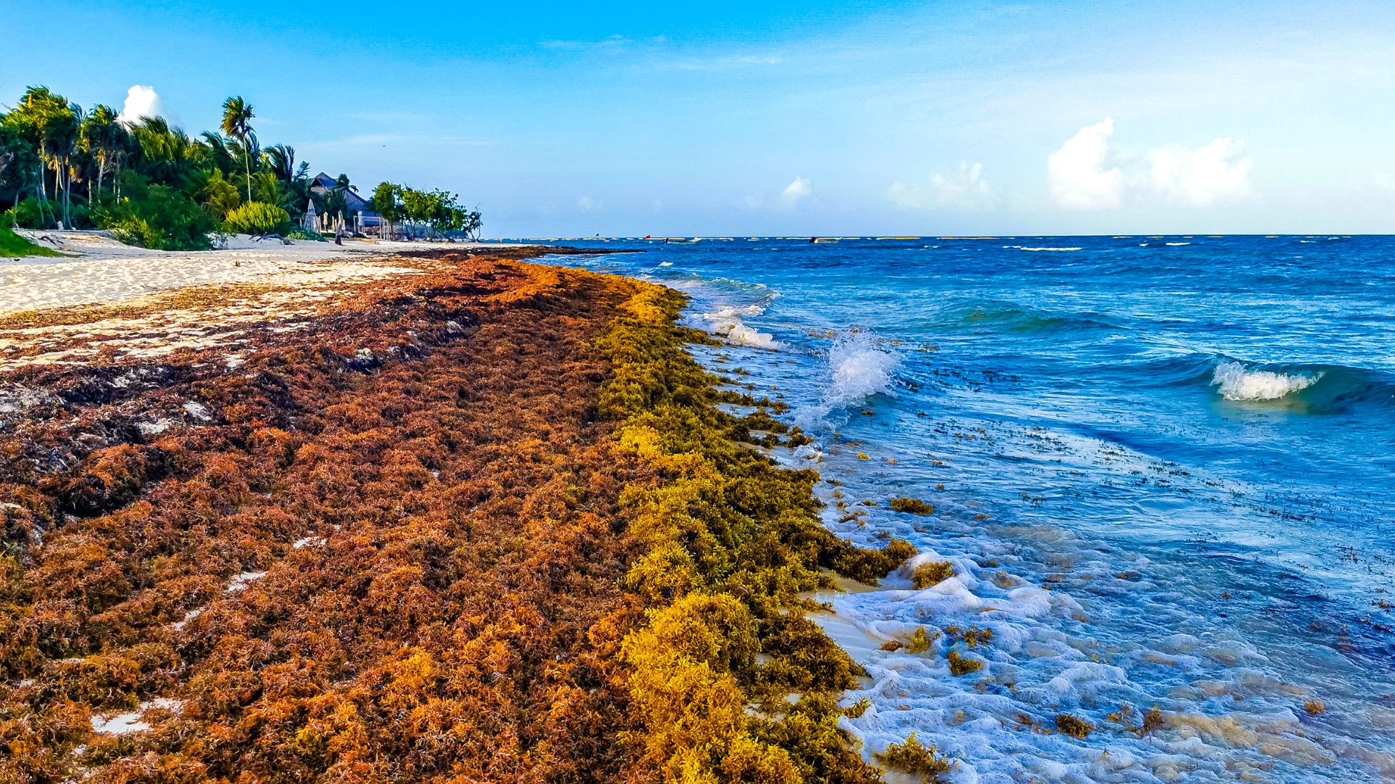 Foul-smelling seaweed overwhelms beaches as experts warn of record year