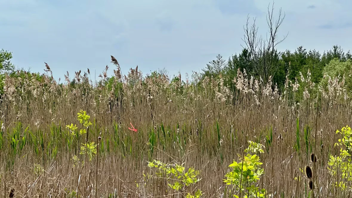Stands of phragmites grow amidst other aquatic plants near Binbrook conservation area in Hamilton. (Justin Chandler/CBC)