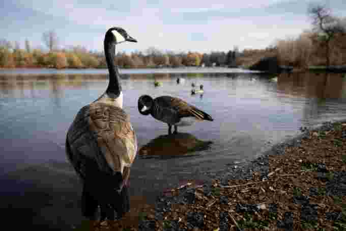 CBC: Canada geese at Trout Lake in Vancouver on March 19, 2020. Melnick says they were getting calls from people about dead or dying Canada geese in Mill Lake in Abbotsford. (Maggie MacPherson/CBC)