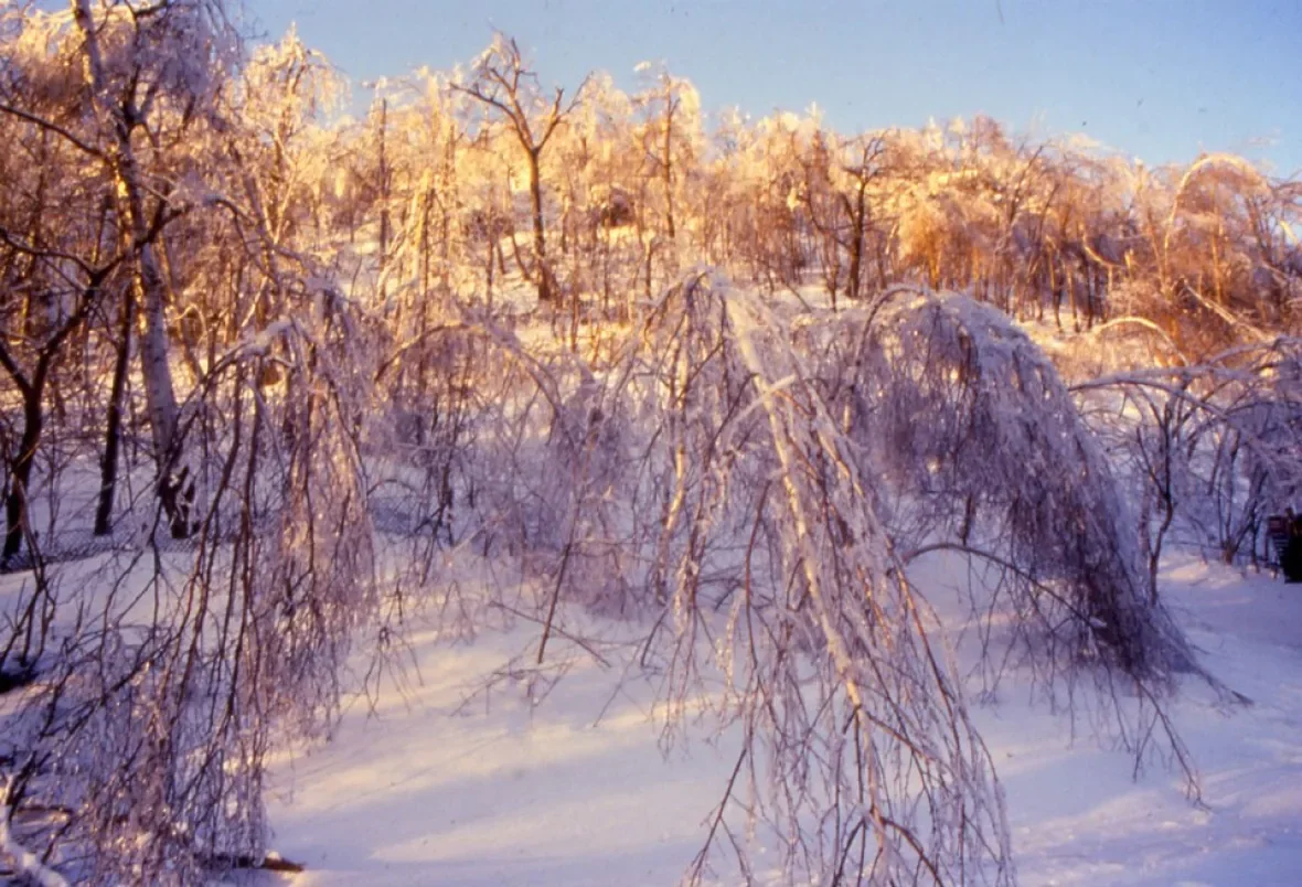 mount-royal-1998-ice-storm/Submitted by Les amis de la montagne via CBC