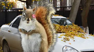 Car not working this fall? You may have squirrels to blame