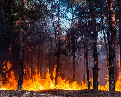 Larger fire sizes in more areas this forest fire season in northwestern Ontario