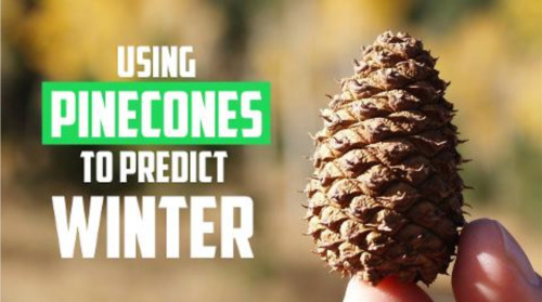 Can pine cones predict our winter?