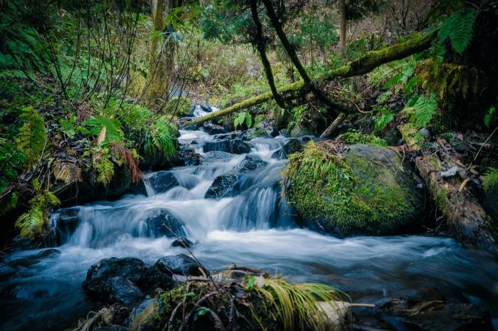 Les sons de la nature, des alliés de taille contre le stress