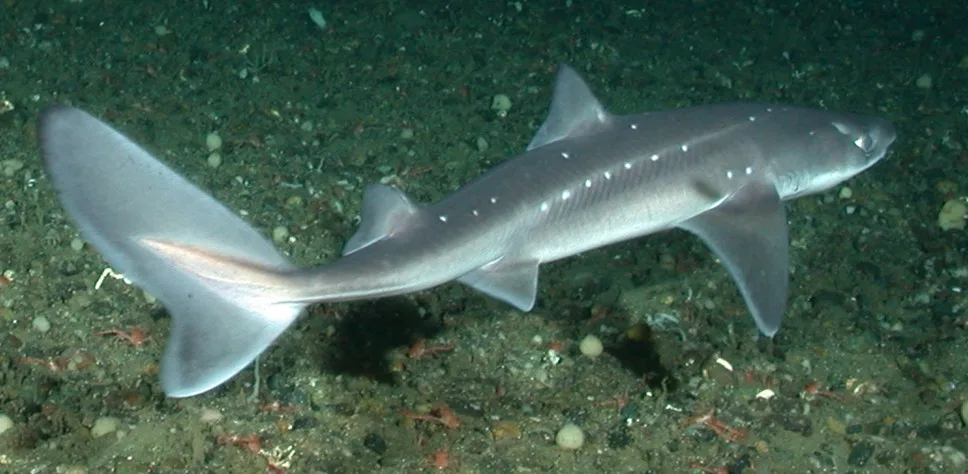 spiny dogfish NOAA Wikipedia