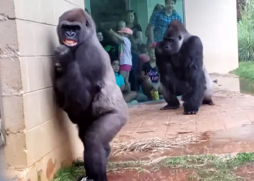 Hilarant : Oui, les gorilles détestent eux aussi la pluie