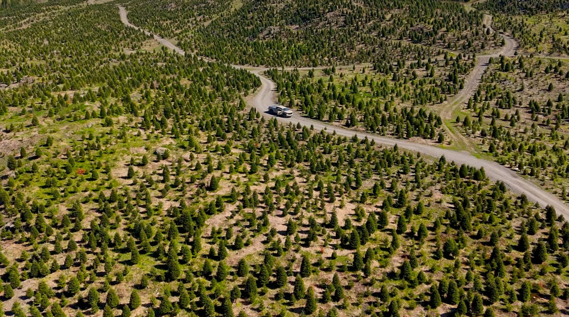 Plantation Réal Beloin