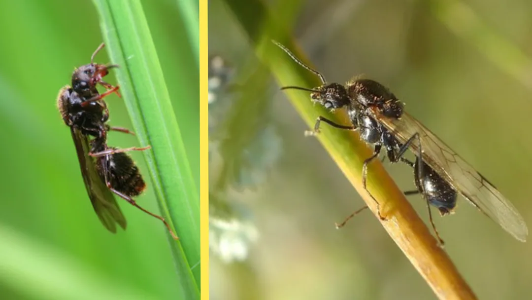 This ant is defying nature, and science, as we know it - The Weather ...