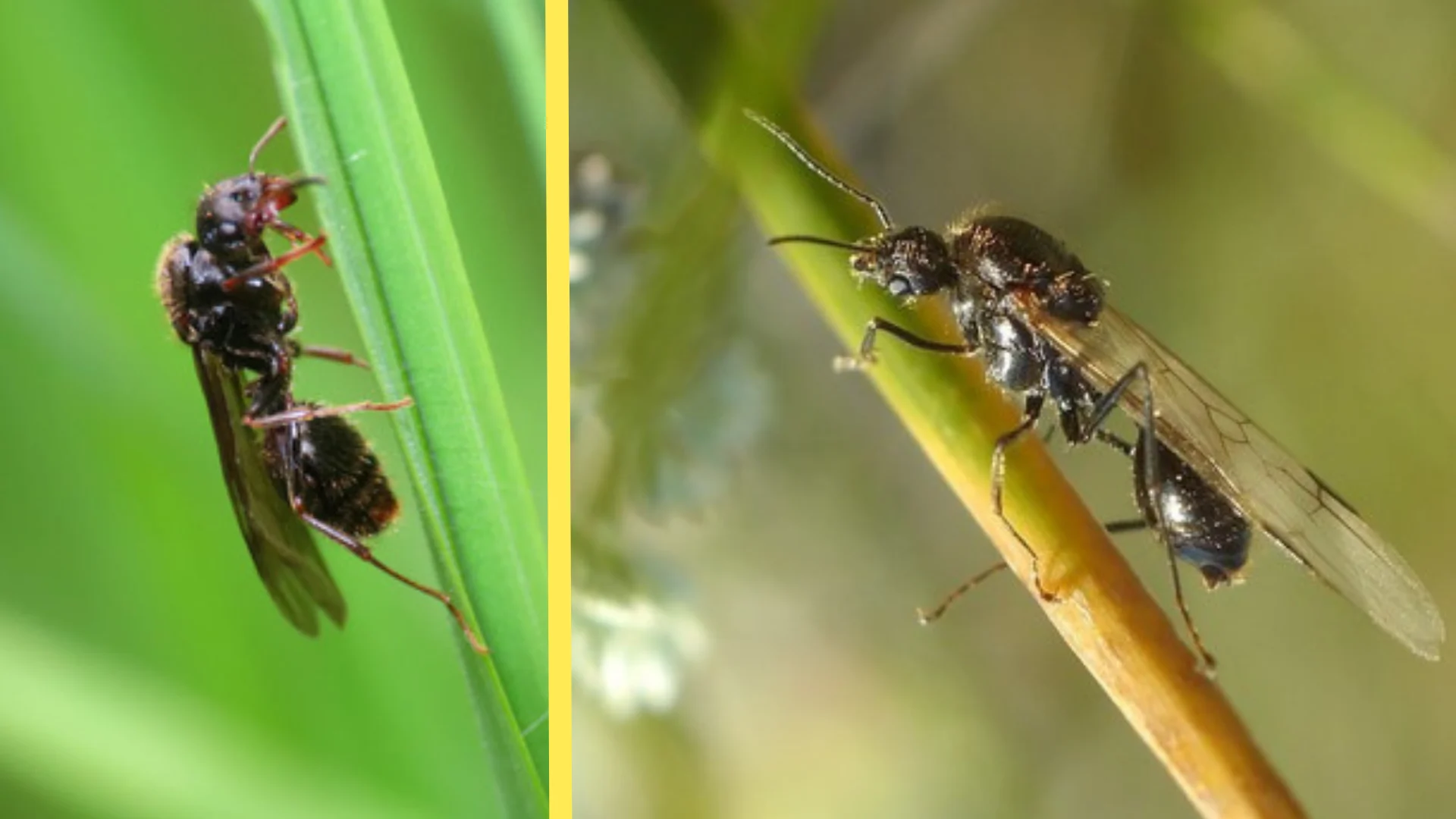 This ant is defying nature, and science, as we know it - The Weather ...