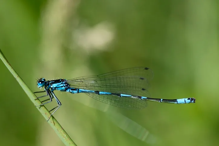 02 - dragonfly - GettyImages-1135193045