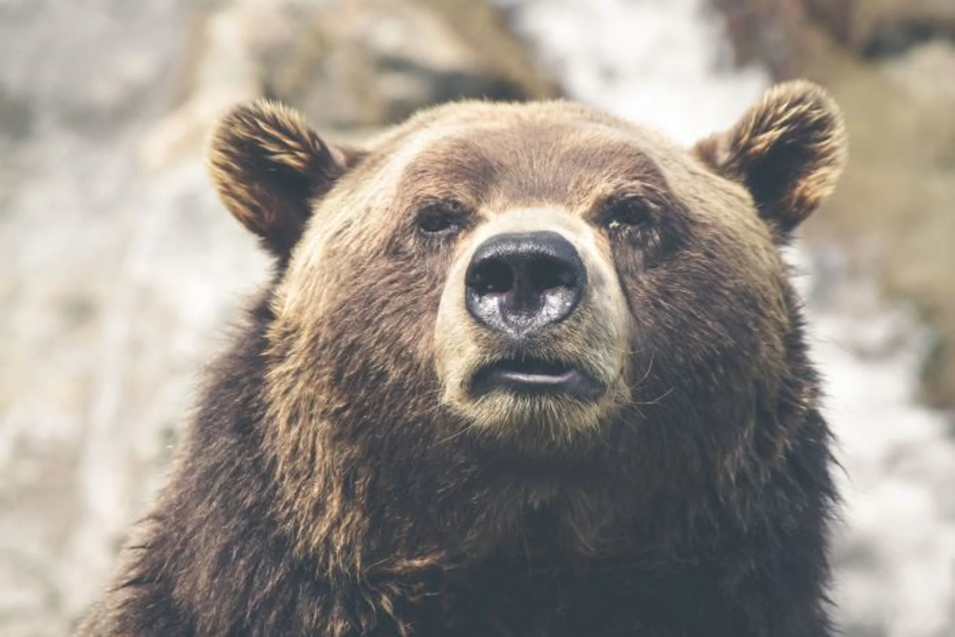 Si vous croisez un ours, ne faites jamais ceci!