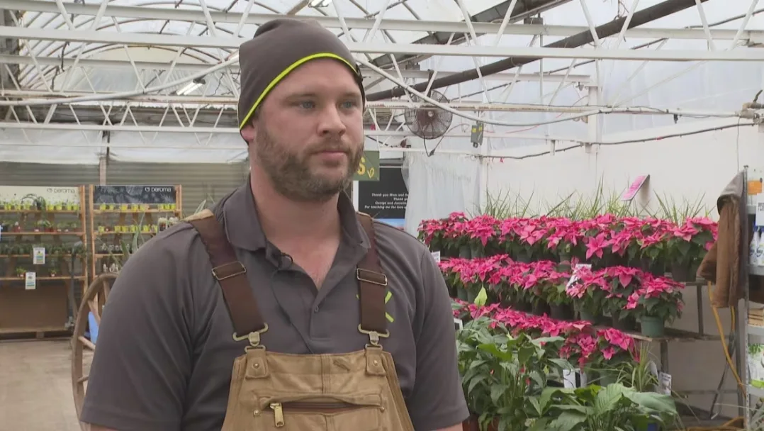 CBC: Peter Meijer, operations manager at VanKampen's Greenhouses, says the business is receiving a lot of inquiries from people looking to replant trees. (Brian Higgins/CBC)