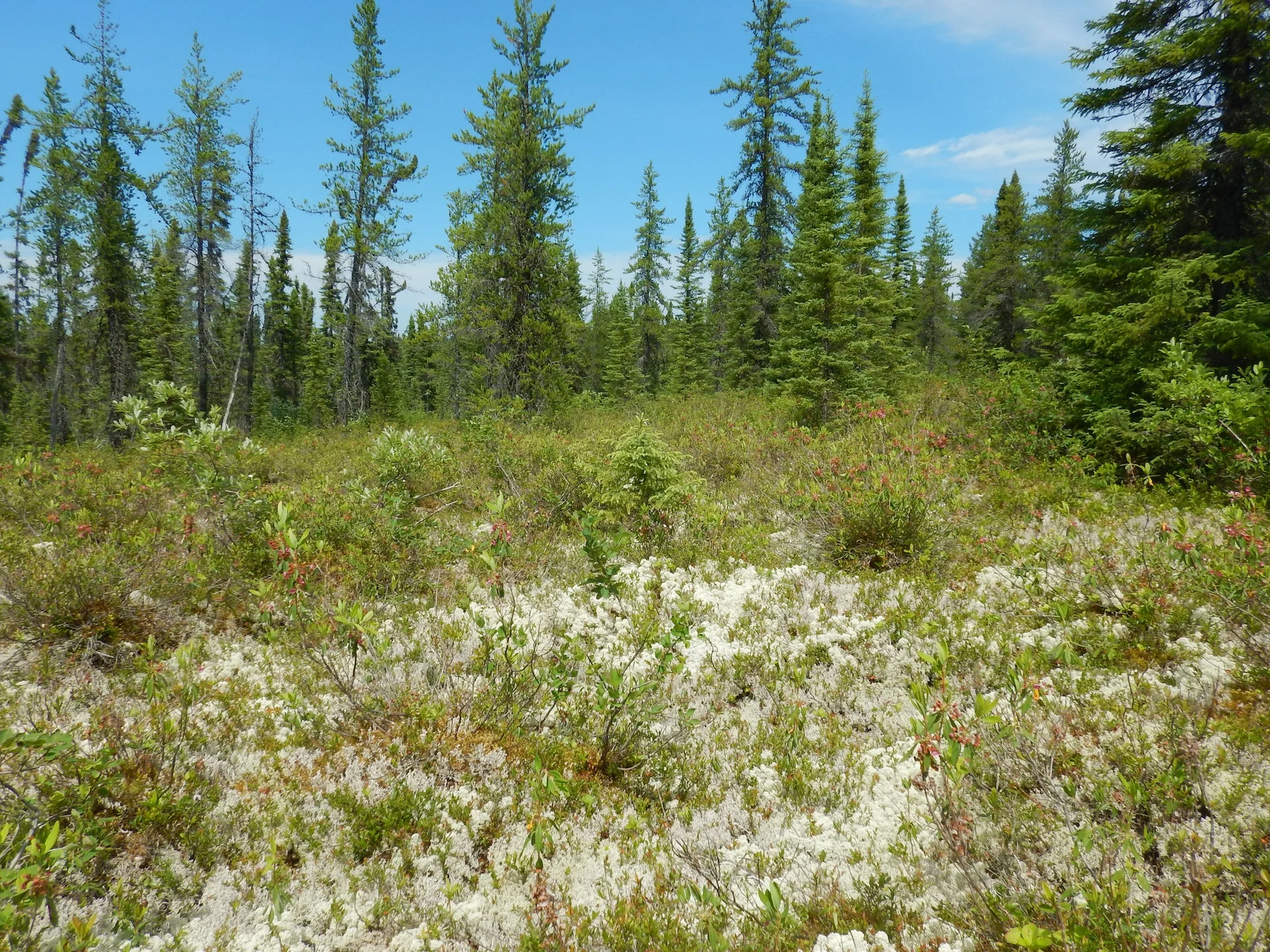 Mettre la forêt boréale au service de la lutte aux changements climatiques