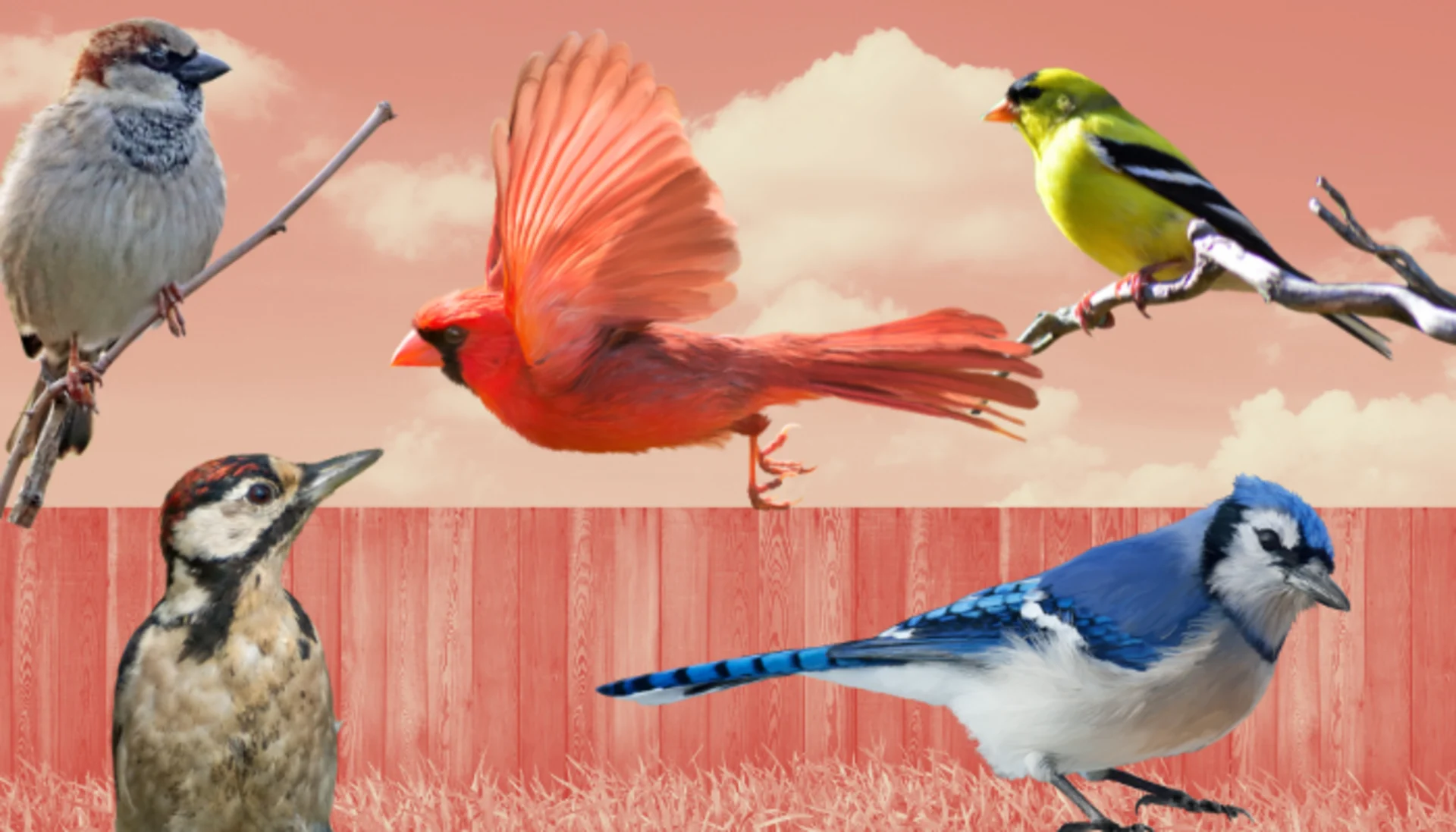 The Great Backyard Bird Count is on! Here's how to get involved The