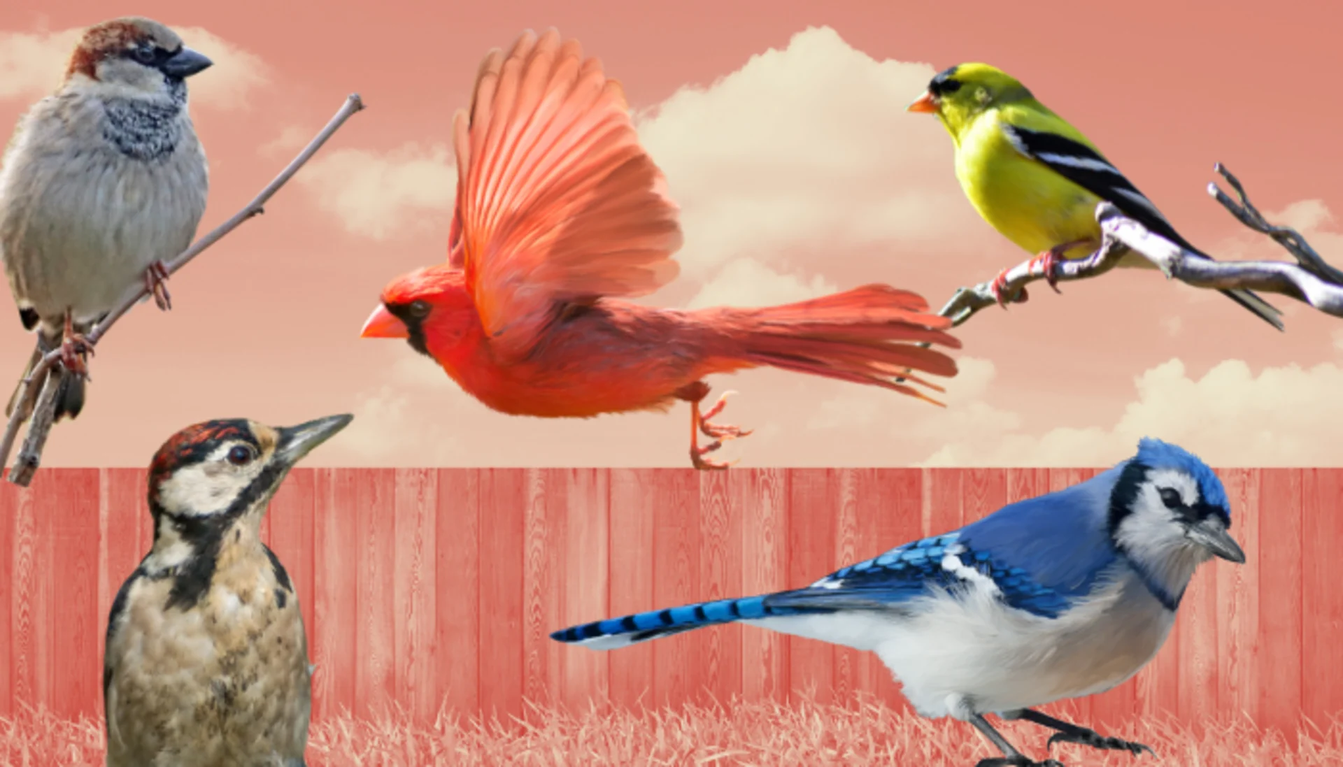 The Great Backyard Bird Count is on! Here's how to get involved