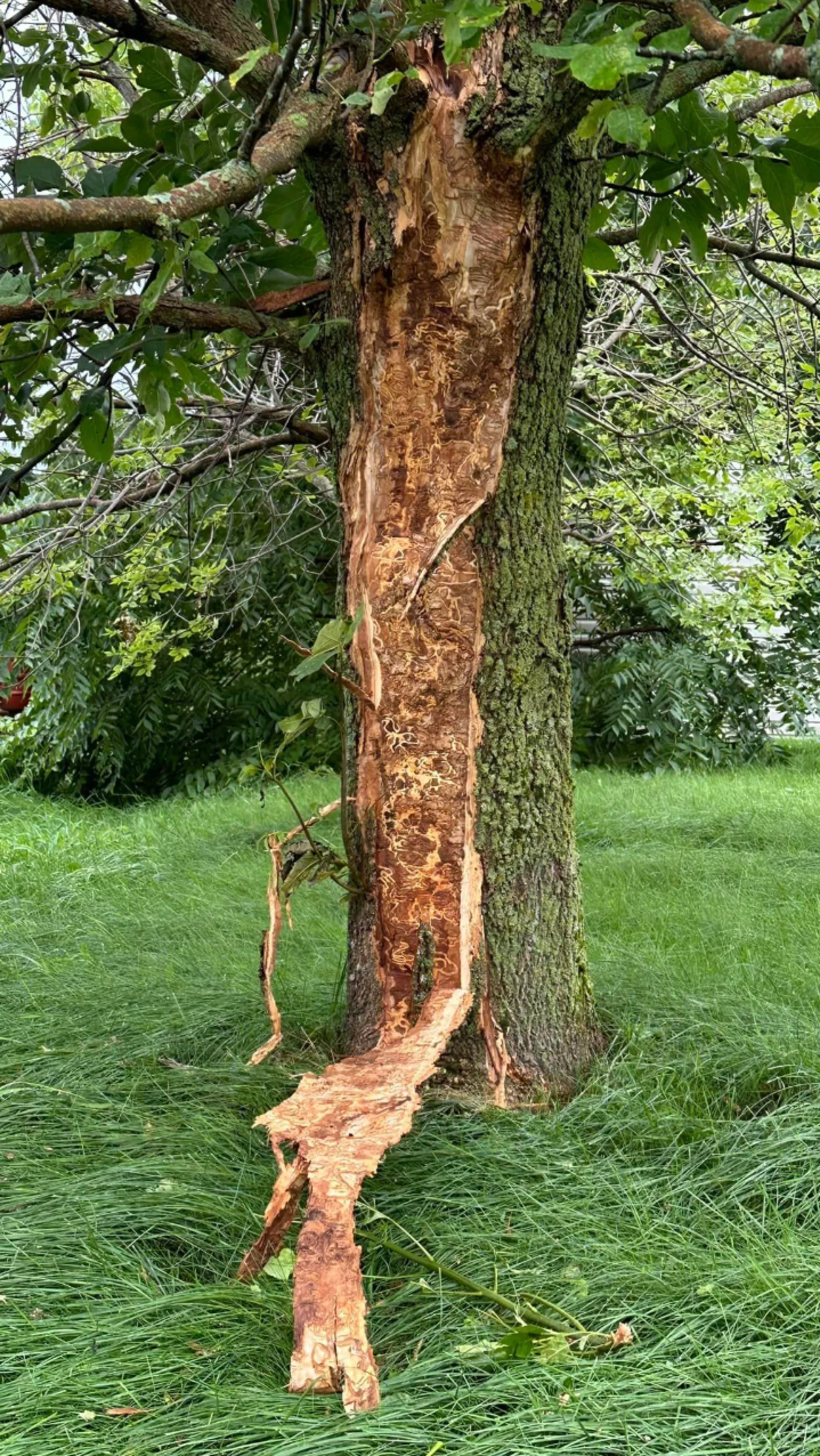 arbre foudre Saint-Wenceslas - Alexandre Sarrazin