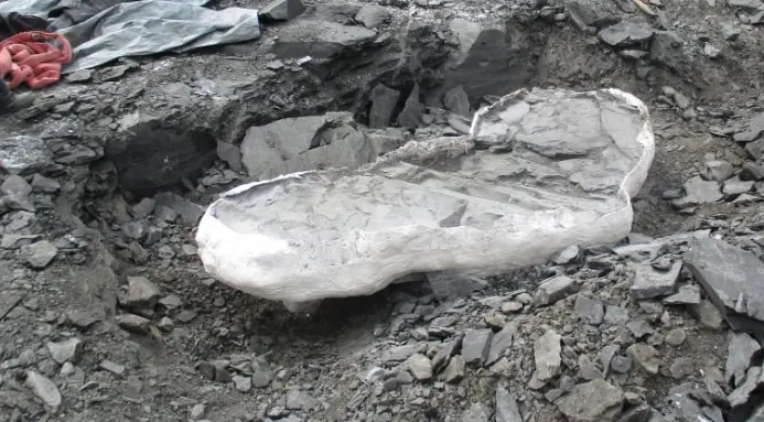 70-million-year-old 'sea monster' fossil discovered in Alberta