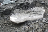 70-million-year-old 'sea monster' fossil discovered in Alberta